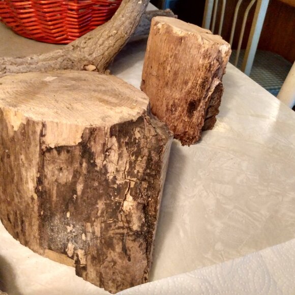 Two Small Real Wood Tree Stumps Fairy Garden Gnome Village Rustic Accent - Picture 3 of 11